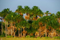 Mauritia / Moriche palm (Mauritia flexuosa) used for thatching, Rurununi savanna, Guyana, South America