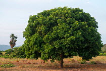 Mango tree (Mangifera indica) Saddle Mountain Ranch,  Rupununi savanna, Guyana, South America