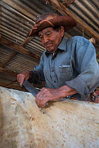 Cyril Andrews scraping cowhide to make leather, Dadanawa Ranch, one of the largest private ranches in the world, South Rupununi savanna, Guyana, South America