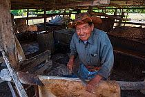 Cyril Andrews scraping cowhide to make leather, Dadanawa Ranch, one of the largest private ranches in the world, South Rupununi savanna, Guyana, South America