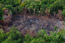 Slash and burn of tropical rainforest to make way for Amerindian agriculture, Rurununi savanna, Guyana, South America