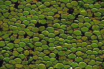 Aerial view of Giant water lily (Victoria amazonica) leaves in river, i Rurununi savanna, Guyana, South America