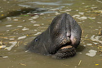 West Indian manatee (Trichechus manatus) mouth above water, Georgetown zoo, Guyana, captive