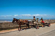 Horse drawn cart along sea wall, Georgetown, Guyana, South America