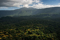 Mount Ayanganna amongst primary rainforest, Pakaraima Mountains, Guyana, South America