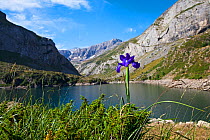 Spanish iris (Iris latifolia) beside the Lac des Gloriettes with the Breach of Tuquerouye, Pyrenees National Park, France. July.