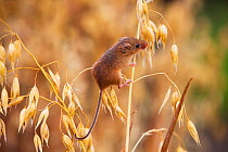 Harvest mouse (Micromys minutus) on oats. Hampshire, England, UK. Captive.