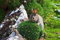 Rabbit (Oryctolagus cuniculus) sniffing Thrift (Armeria maritima) Lunga Island, Treshnish Isles, Scotland, UK, May.