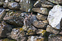 Rabbit (Oryctolagus cuniculus) juveniles resting in dry stone wall near Aberfeldy, Highland Region, Scotland, UK, April.