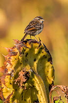 Grassland sparrow (Ammodramus humeralis) on seedhead, La Pampa, Argentina.
