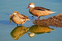 White-cheeked pintail (Anas bahamensis) two resting by water, La Pampa, Argentina