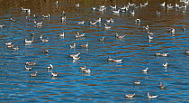 Wilsons phalarope (Phalaropus tricolor) big flock feeding on water, La Pampa Argentina