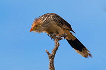 Guira cuckoo (Guira guira) La Pampa, Argentina