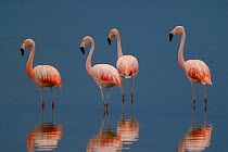 Chilean Flamingo, Phoenicopterus chilensis, La Pampa , Argentina