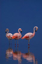 Chilean flamingo (Phoenicopterus chilensis) La Pampa, Argentina