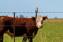Fork-tailed flycatcher (Tyrannus savana) sitting on wire fence in front of Domestic cow, La Pampa, Argentina