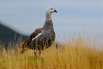 Upland goose (Chloephaga picta) Tierra del Fuego, Patagonia, Argentina