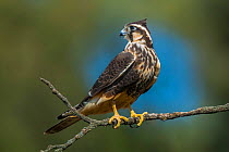 Aplomado falcon (Falco femoralis) La Pampa Argentina