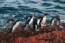 Rockhopper penguin (Eudyptes chrysocome) group leaving the sea and coming ashore, Penguin Island, Puerto Deseado, Santa Cruz, Patagonia Argentina