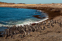 Rockhopper penguin (Eudyptes chrysocome) large flock on beach, Penguin Island, Puerto Deseado, Santa Cruz, Patagonia Argentina