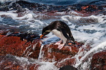 Rockhopper penguin (Eudyptes chrysocome) at coast in surf line, Penguin Island, Puerto Deseado, Santa Cruz, Patagonia Argentina
