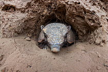 Large hairy armadillo (Chaetophractus villosus) coming out of its burrow, La Pampa, Argentina