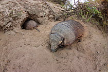 Large hairy armadillo (Chaetophractus villosus) with  one going into its  burrow, La Pampa, Argentina