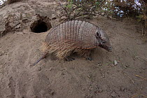 Large hairy armadillo (Chaetophractus villosus) near its burrow, La Pampa, Argentina