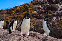 Rockhopper penguins (Eudyptes chrysocome) Penguin Island, Puerto Deseado, Santa Cruz, Patagonia Argentina