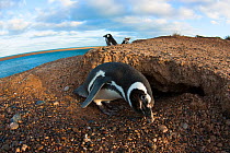 Magellanic penguin (Spheniscus magellanicus) near nesting burrow on coast of Peninsula Valdes, Patagonia