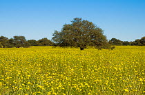 Pampas grassland in flower with Calden tree (Prosopis caldenia) in distance, La Pampa, Argentina
