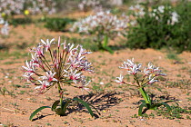 Nerine (Nerine laticoma) Kgalagadi Transfrontier Park, South Africa