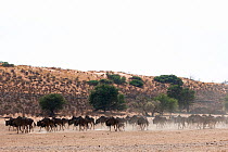 Common / blue wildebeest (Connochaetes taurinus) herd trekking to water in the Kalahari, Kgalagadi Transfrontier Park, Northern Cape, South Africa