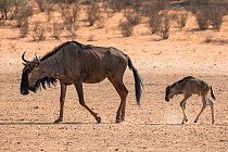 RF - Common blue wildebeest (gnu) (Connochaetes taurinus) mother and baby, Kgalagadi Transfrontier Park, Northern Cape, South Africa, January 2016. (This image may be licensed either as rights managed...