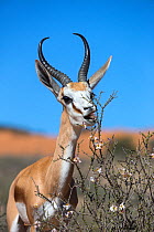 RF - Springbok (Antidorcas marsupialis) eating Driedoring flowers (Rhigozum trichotomum) after rain. Kgalagadi Transfrontier Park, Northern Cape, South Africa, January. (This image may be licensed eit...