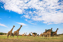 RF - Giraffes (Giraffa camelopardalis) in group at Auob riverbed, Kgalagadi Transfrontier Park, Northern Cape, South Africa, February 2016. (This image may be licensed either as rights managed or roya...