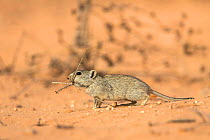 Brant's whistling rat (Parotomys brantsii) foraging in the Kalahari, Kgalagadi Transfrontier Park, Northern Cape, South Africa