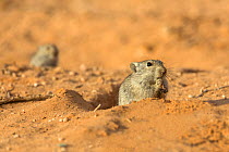 Brant's whistling rat (Parotomys brantsii) with young at burrow in the Kalahari, Kgalagadi Transfrontier Park, Northern Cape, South Africa