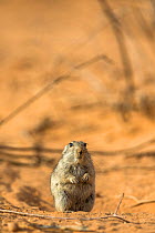 RF - Brant's whistling rat (Parotomys brantsii) in the Kalahari, Kgalagadi Transfrontier Park, Northern Cape, South Africa, January. (This image may be licensed either as rights managed or royalty fre...