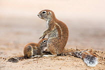 Ground squirrel (Xerus inauris) mother suckling baby, Kgalagadi Transfrontier Park, Northern Cape, South Africa, January 2016