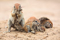 Ground squirrel (Xerus inauris) grooming young pups, Kgalagadi Transfrontier Park, Northern Cape, South Africa