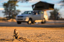 Ground squirrel (Xerus inauris) young pup sitting on camp site, Kgalagadi Transfrontier Park, Northern Cape, South Africa