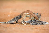 RF - Ground squirrels (Xerus inauris) grooming, Kgalagadi Transfrontier Park, Northern Cape, South Africa, January. (This image may be licensed either as rights managed or royalty free.)