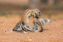 Ground squirrels (Xerus inauris) playfighting, Kgalagadi Transfrontier Park, Northern Cape, South Africa