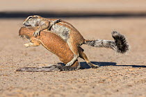 RF - Ground squirrels (Xerus inauris) playfighting, Kgalagadi Transfrontier Park, Northern Cape, South Africa, January. (This image may be licensed either as rights managed or royalty free.)
