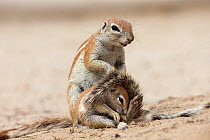 Ground squirrel (Xerus inauris) with young, Kgalagadi Transfrontier Park, Northern Cape, South Africa