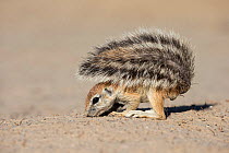 Ground squirrel (Xerus inauris) young using tail for shade whilst foraging, Kgalagadi Transfrontier Park, Northern Cape, South Africa