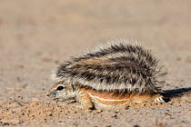 Ground squirrel (Xerus inauris) young using tail for shade, Kgalagadi Transfrontier Park, Northern Cape, South Africa