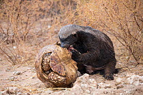 RF - Honey Badger or ratel (Mellivora capensis) eating leopard tortoise (Geochelone pardalis), Kgalagadi Transfrontier Park, Northern Cape, South Africa, January. (This image may be licensed either as...