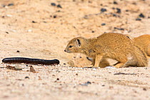 RF - Young Yellow mongoose (Cynictis penicillata) investigating giant African millipede (Archispirostreptus gigas), Kgalagadi Transfrontier Park, Northern Cape, South Africa, January. (This image may...